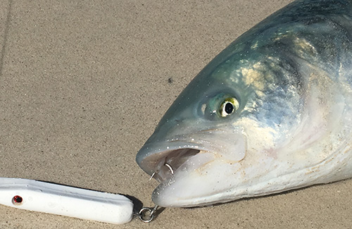 SalmonOnRichterLuresPlug