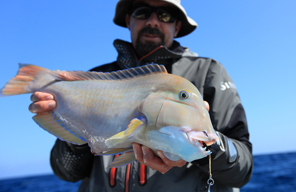 Baldchin Groper ilovefishing