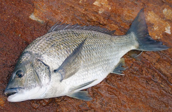 Black Bream | ilovefishing