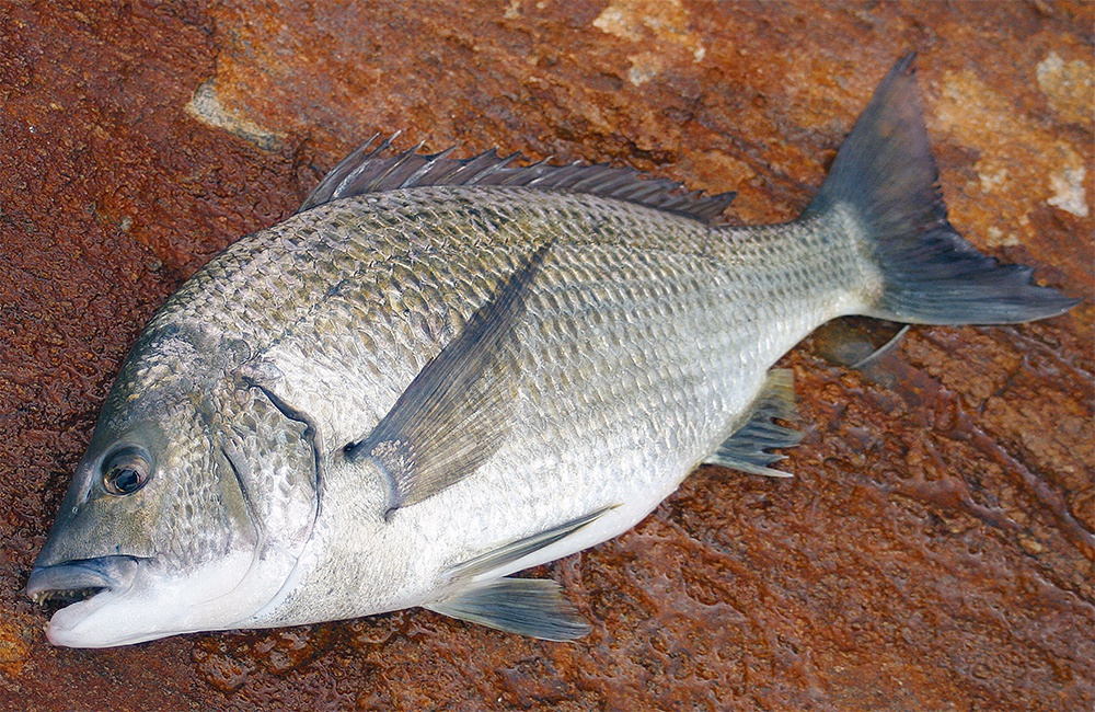 Bream Part 2 – Hook in Mouth Tackle