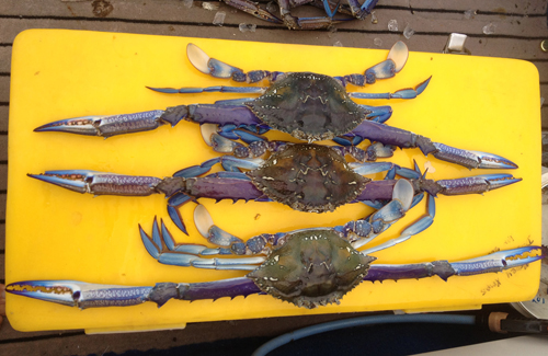 SURF Fishing with BLUE CRABS! for BEACH GIANTS 