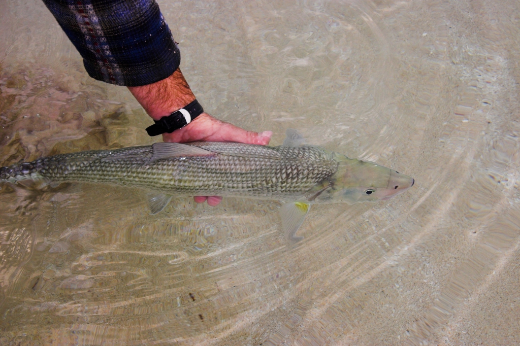 Bonefish-are-one-great-sportfish-and-should-be-released-to-fight-another-day