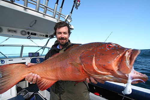 Coral trout