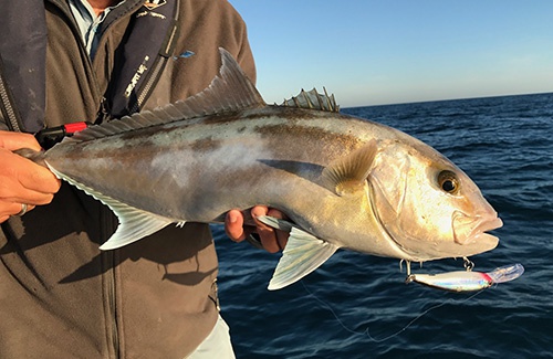 Samson fish on hard body lure