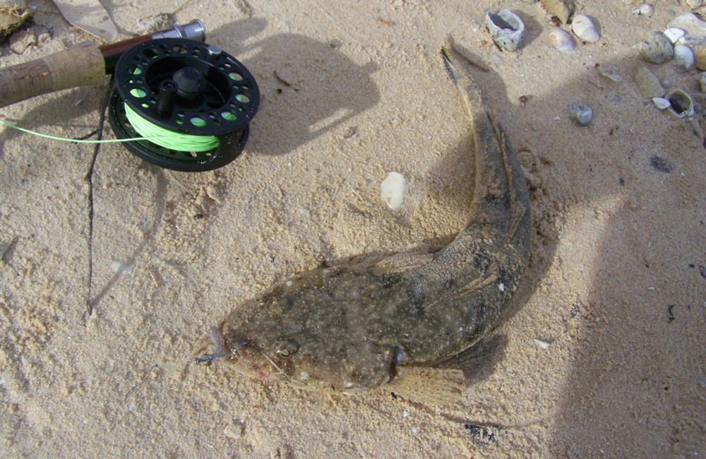 Flathead on fly