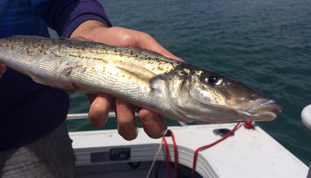 Catch and Cook: King George whiting - Fishing World Australia