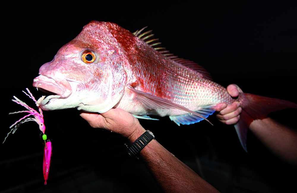 Pink Snapper  ilovefishing