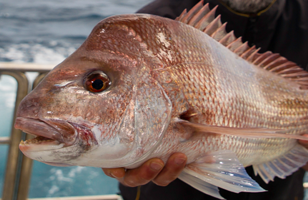 Pink Snapper  ilovefishing