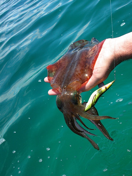 The Guide to Buying the Best Squid Fishing Lights