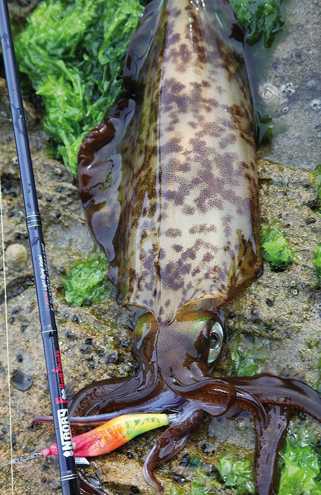 Squid - Squid Fishing in Half Moon Bay - Humboldt Squid