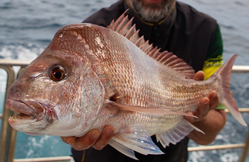 Pink Snapper  ilovefishing