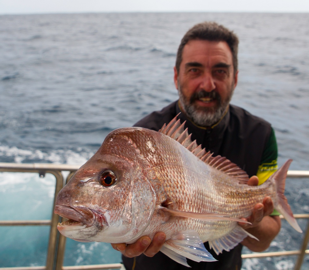 Pink snapper