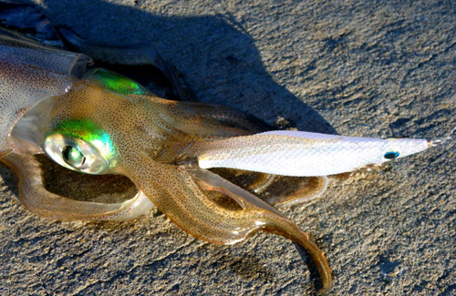 Squid caught in Cockburn Sound