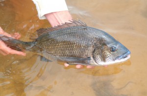 Moore River bream release