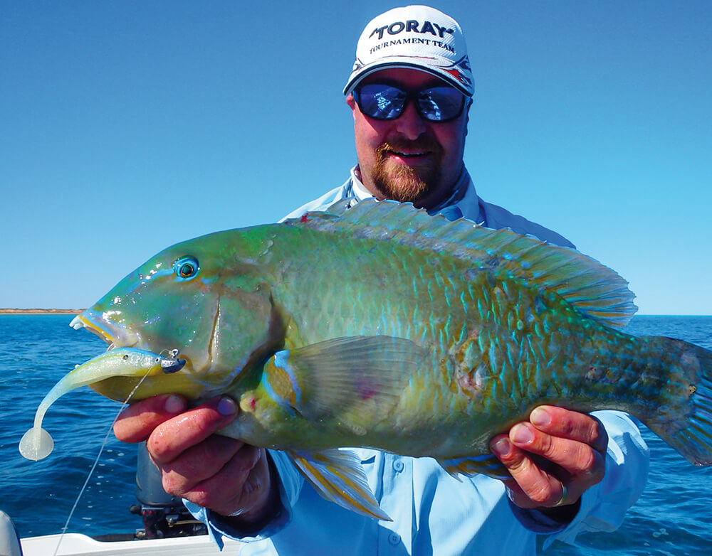 shark bay ilovefishing