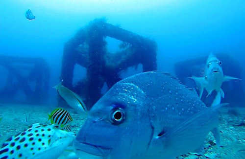 Snapper on artificial reef