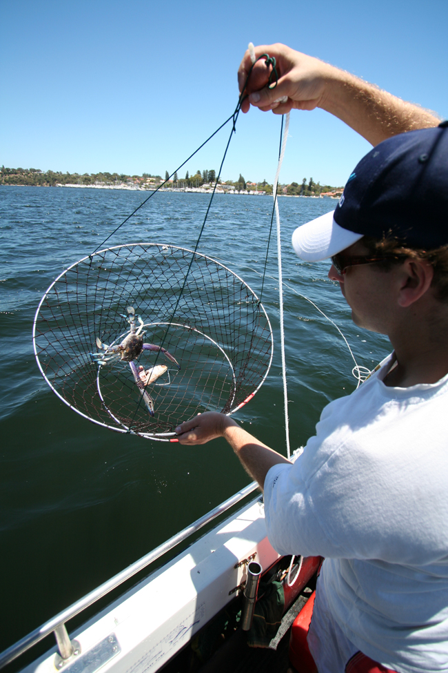 Crab Drop Net Bunbury Special