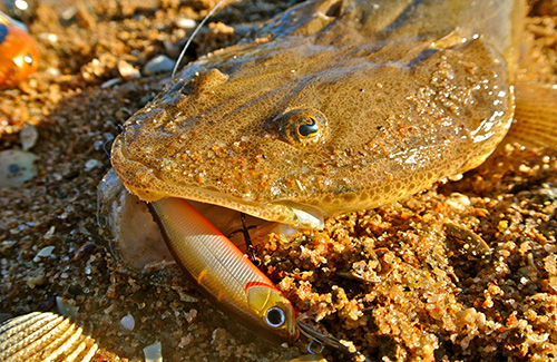 Bartail Flathead