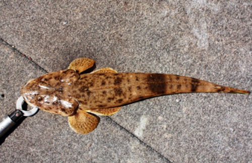 Bartailed Flathead