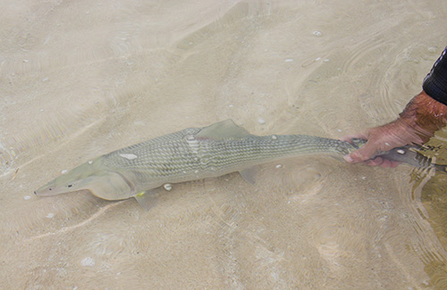 Bonefish Exmouth release