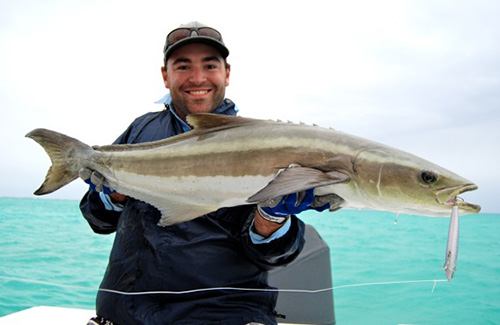 Cobia  ilovefishing