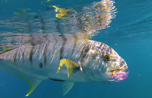 Golden trevally under water