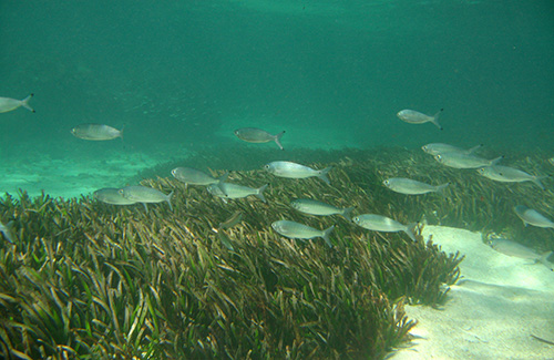 Herring School