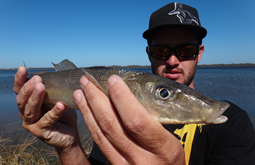 King George Whiting 2 King George whiting