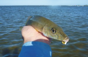 King George whiting Swan River