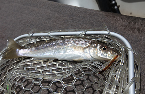 King George Whiting in net