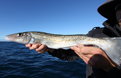 King George Whiting King George Whiting