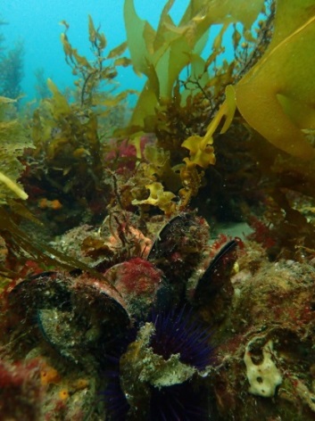 Oyster reef in Albany