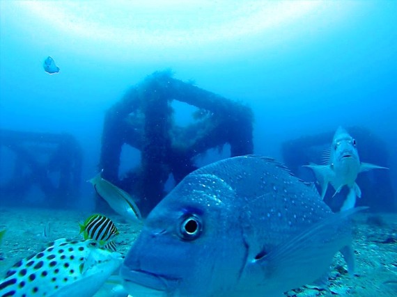 Pink snapper reef vision