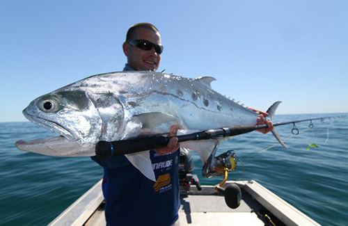 Queenfish Ilovefishing The queenfish (seriphus politus) is a species of fish in the family sciaenidae, the drums and croakers. queenfish ilovefishing