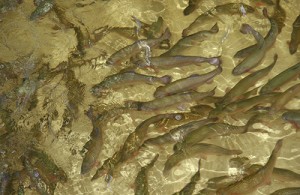 Rainbow Trout breeding