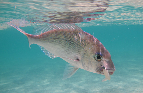 Snapper under water shot