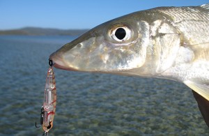 Whiting on Hard Body