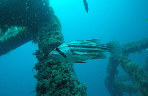 Artificial reef dhufish