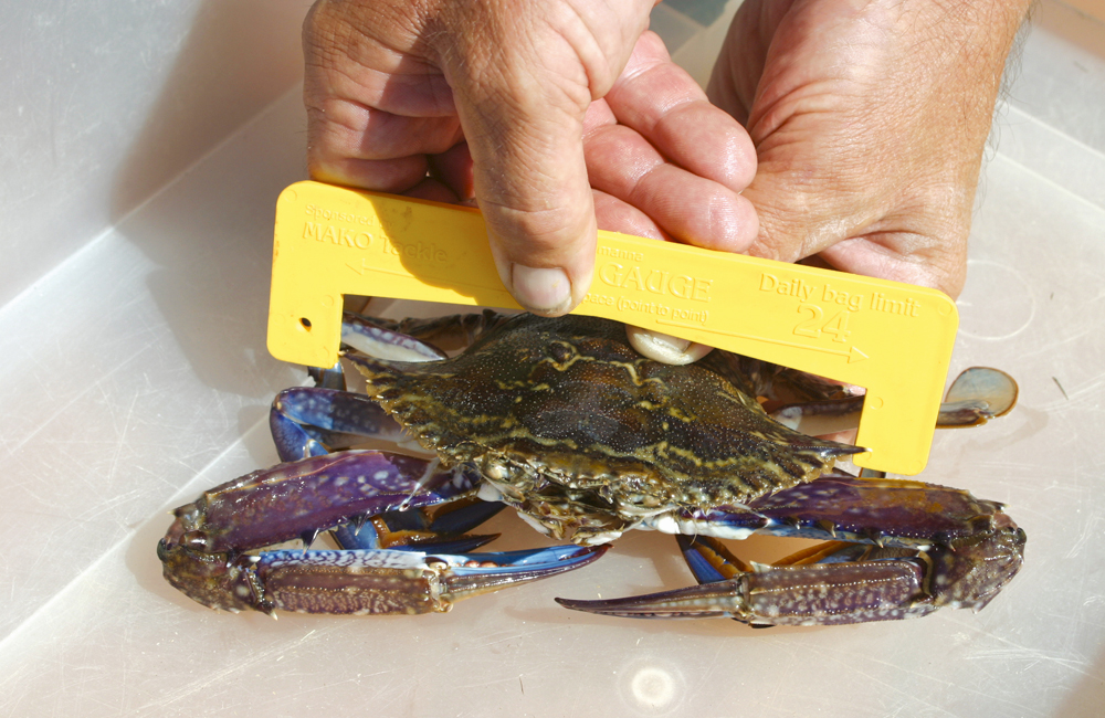 world record blue crab size