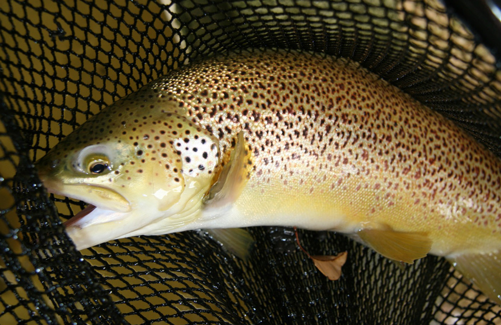 trout in net Pemberton Hachery