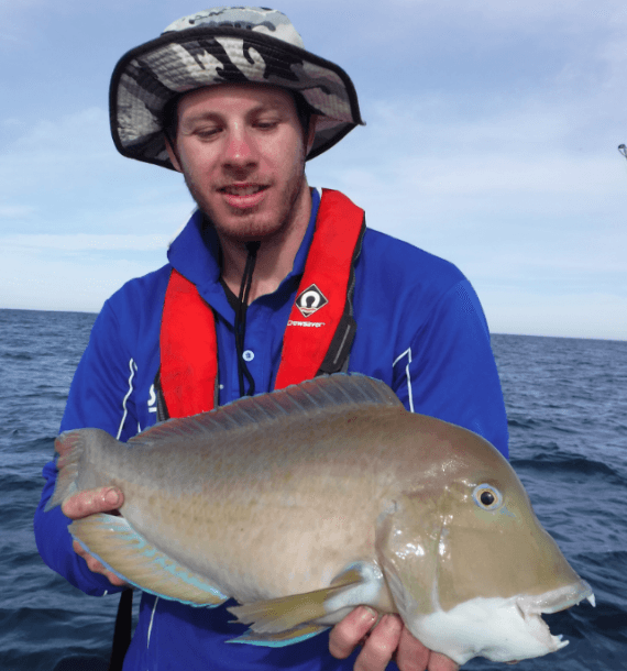 Kalbarri baldchin groper