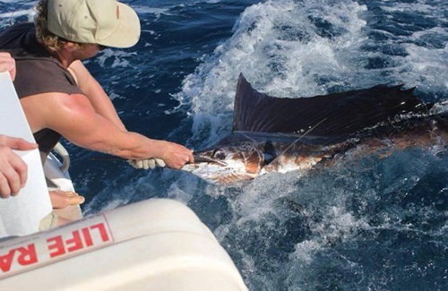 Sailfish caught in Broome