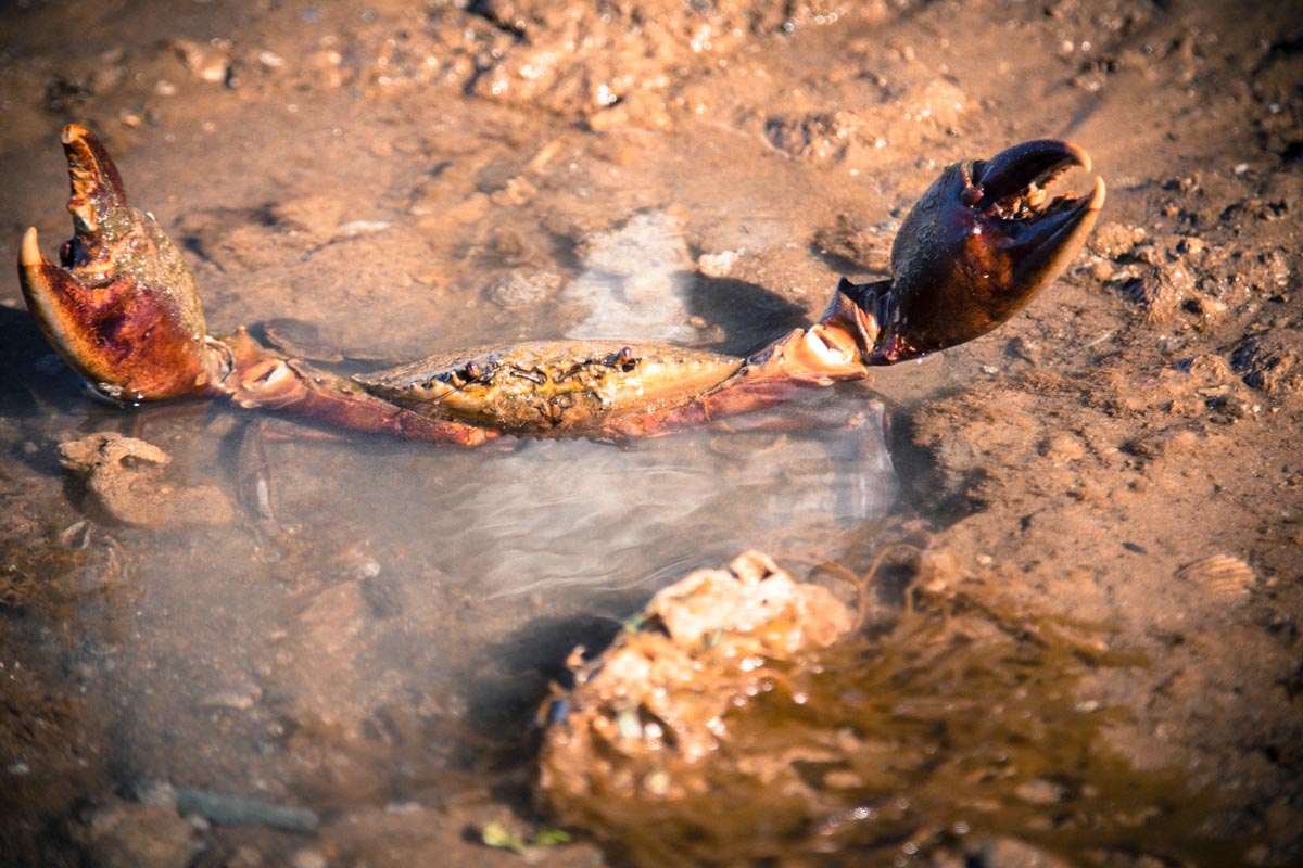 Wilderness Island mud crab