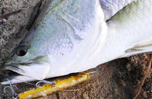 Broome Barramundi