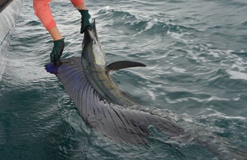 Broome Sailfish