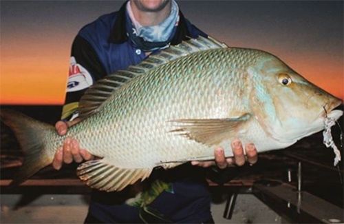 Exmouth Spangled Emperor