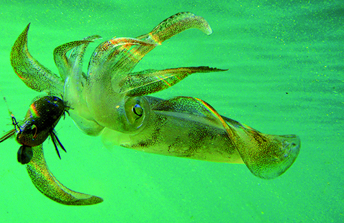 squid under water