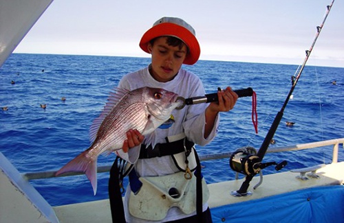 South West Pink Snapper
