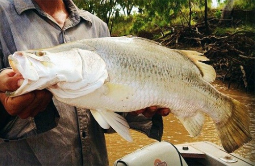 Broome Barramundi