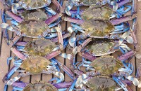 Broome Blue Swimmer Crab